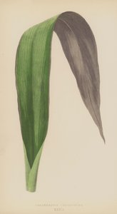 Tradescantia Odoratissima av English School